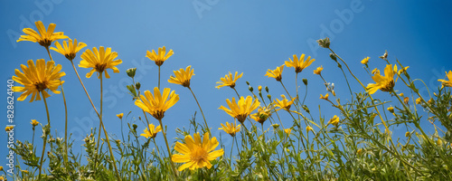 Under a clear blue sky, a huge field is spread out, strewn with bright yellow flowers. 