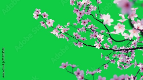 cherry blossom sakura flower grow animation video on green screen. japanese spring concept