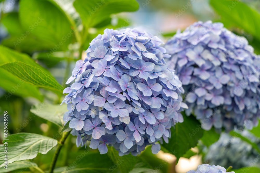 青紫色の紫陽花 青紫色の紫陽花