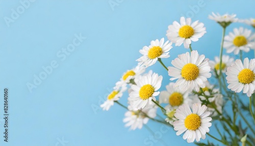  Small Daisy bunch isolated pastel blue background  