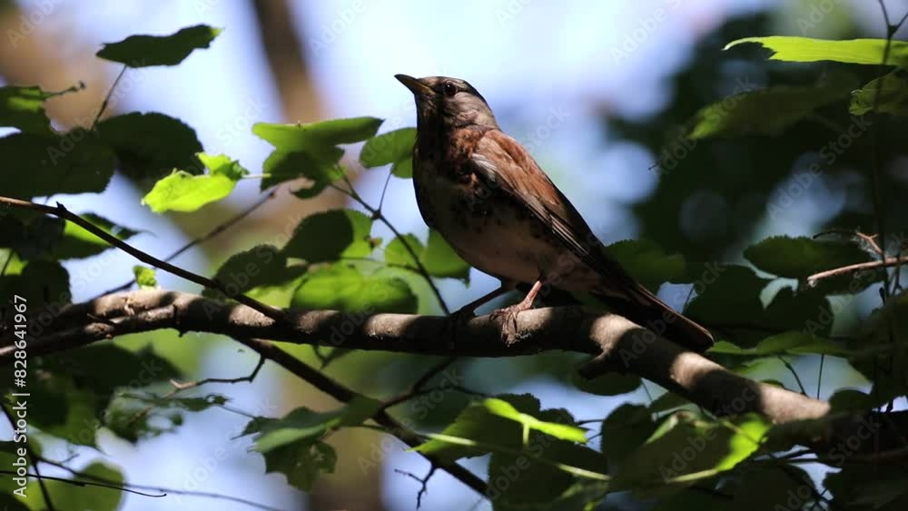 Fieldfare (Turdus pilaris) in the Wild Fieldfare (Turdus pilaris) in the Wild