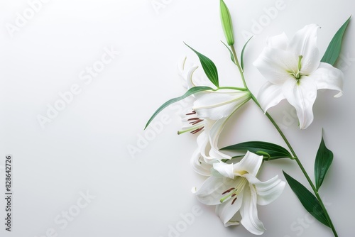 Funeral lily flower on white background with space for text placement and design element