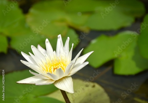 white lotus with yellow pollen water lily flower on black background