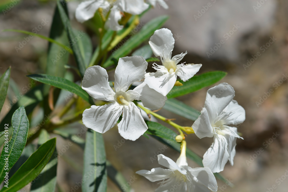 Obraz premium Common oleander white flowers