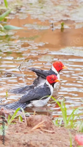 Red-capped Cardinal (Paroaria gularis), Caracas, Venezuela playing in water. photo