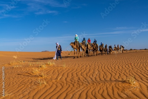 Berber guide leading a tourist group on a dromedary trek into the Sahara Desert in Morocco photo