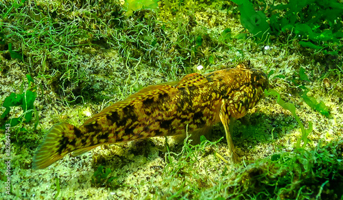 The ratan goby (Ponticola (Neogobius) ratan) is a species of goby native to brackish and marine waters of the Black Sea photo