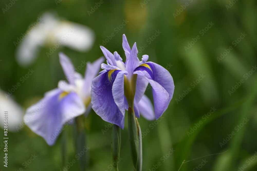 公園の花菖蒲 公園の花菖蒲