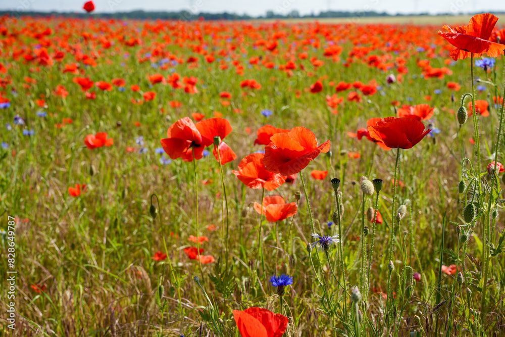 Naklejka premium A field of red poppies with blue flowers in the background. The field is full of flowers and the colors are bright and vibrant
