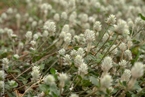 close up of weeds. alternanthera philoxeroides is Alligator weeds grow as wild shrubs on the ground. photo