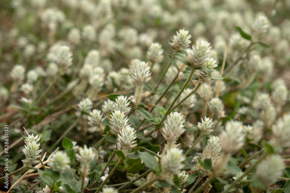close up of weeds. alternanthera philoxeroides is Alligator weeds grow as wild shrubs on the ground. close up of weeds. alternanthera philoxeroides is Alligator weeds grow as wild shrubs on the ground.