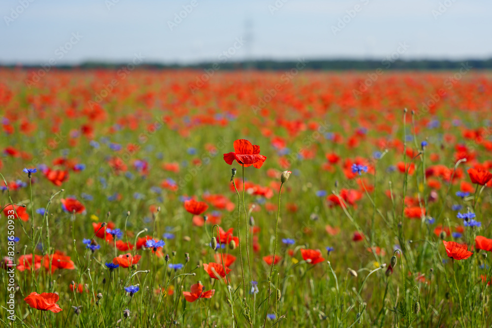 A field of red and blue flowers with a single red flower in the middle. The field is full of flowers and the sky is clear A field of red and blue flowers with a single red flower in the middle. The field is full of flowers and the sky is clear
