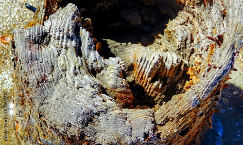 Annual rings on wooden poles in the Kuyalnik estuary preserved with salt photo