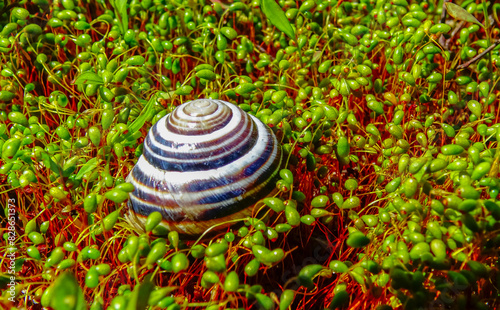 Gastropod mollusk snail among green moss sporophytes on a wet estuary on the bank of Kuyalnik photo