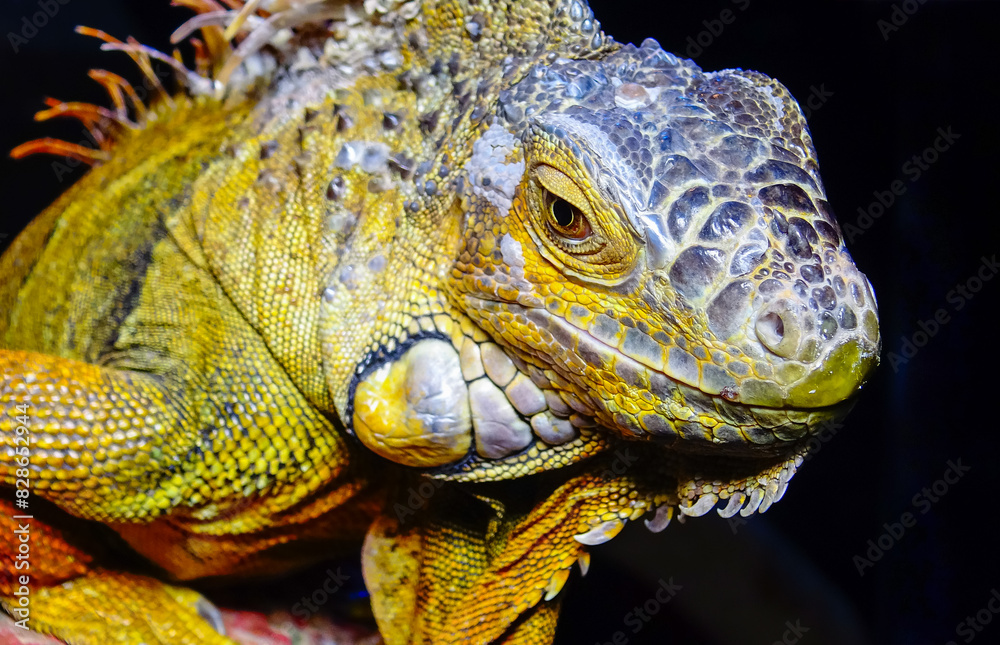 The green iguana, common iguana (Iguana iguana) The green iguana, common iguana (Iguana iguana)