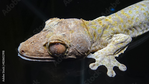 Henkel's leaf-tailed gecko (Uroplatus henkeli) photo