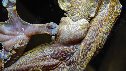 Henkel's leaf-tailed gecko (Uroplatus henkeli) photo