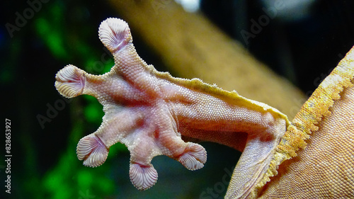 Henkel's leaf-tailed gecko (Uroplatus henkeli) photo