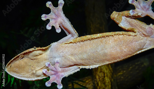 Henkel's leaf-tailed gecko (Uroplatus henkeli) photo