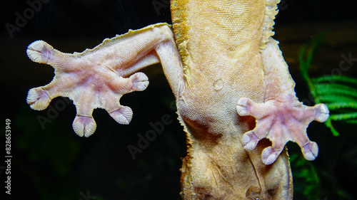 Henkel's leaf-tailed gecko (Uroplatus henkeli) photo