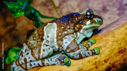 The Mission golden-eyed tree frog (Trachycephalus resinifictrix)