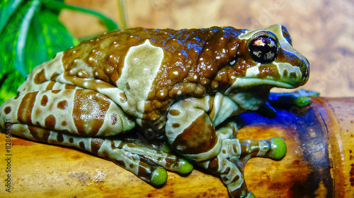 The Mission golden-eyed tree frog (Trachycephalus resinifictrix) photo