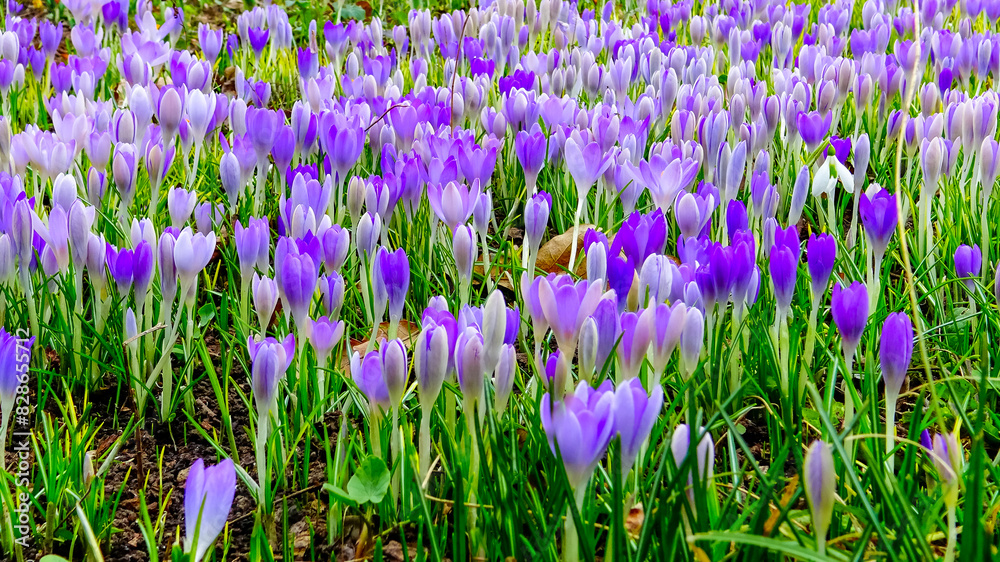 Garden crocuses bloom in spring in the botanical garden Garden crocuses bloom in spring in the botanical garden