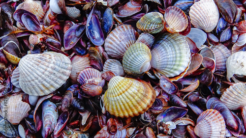 Shells of marine bivalve mollusks in storm discharges on the shore - Mya arenaria, Monodacna sp., Mytilaster  lineatus.