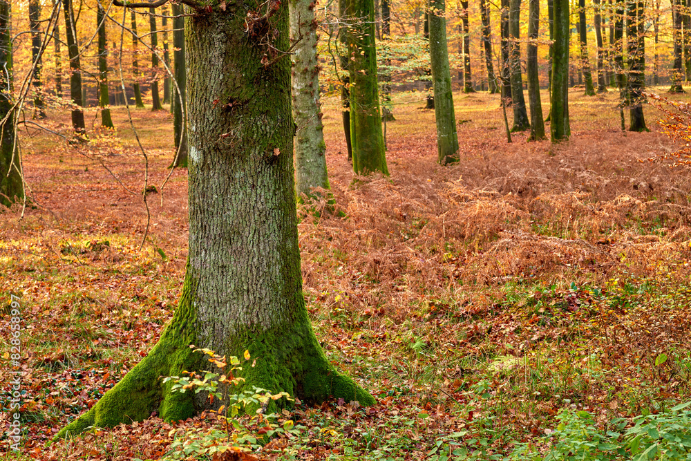Trees, woods and countryside with plants, environment and ecology with sustainability, earth day and leaves. Empty, branch and moss with leafs, natural and textures with adventure, forest and journey Trees, woods and countryside with plants, environment and ecology with sustainability, earth day and leaves. Empty, branch and moss with leafs, natural and textures with adventure, forest and journey