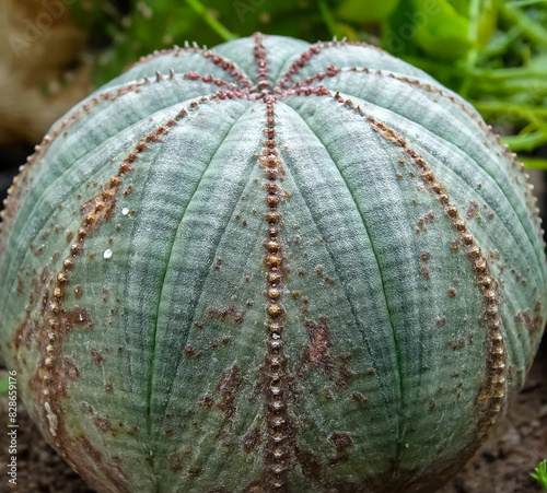 Euphorbia Obesa, globular succulent plant with white poisonous juice from South Africa photo