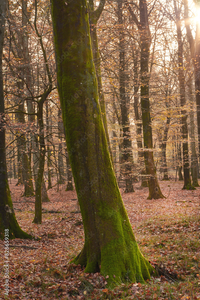 Trees, forest and moss with nature, environment and ecology with sustainability, earth day and leaves. Empty, branch and bark with plants, countryside and textures with adventure, woods and autumn Trees, forest and moss with nature, environment and ecology with sustainability, earth day and leaves. Empty, branch and bark with plants, countryside and textures with adventure, woods and autumn