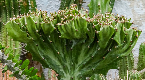 Euphorbia lactea Cristata form, succulent plant from the botanical garden collection, close up photo