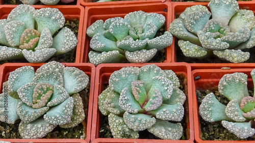 Titanopsis calcarea, group of young plants in pots, close-up photo