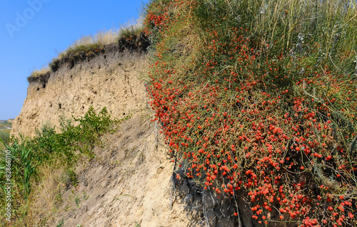 (Ephedra distachya), medicinal herbaceous plant on a clay cliff on the bank of the Tiligul estuary photo