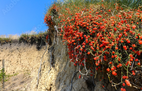 (Ephedra distachya), medicinal herbaceous plant on a clay cliff on the bank of the Tiligul estuary photo