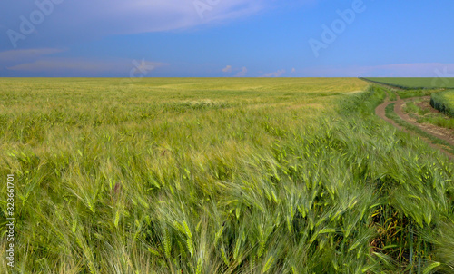 Field of green rye  spikelets of cereals sway in the wind  Ukraine