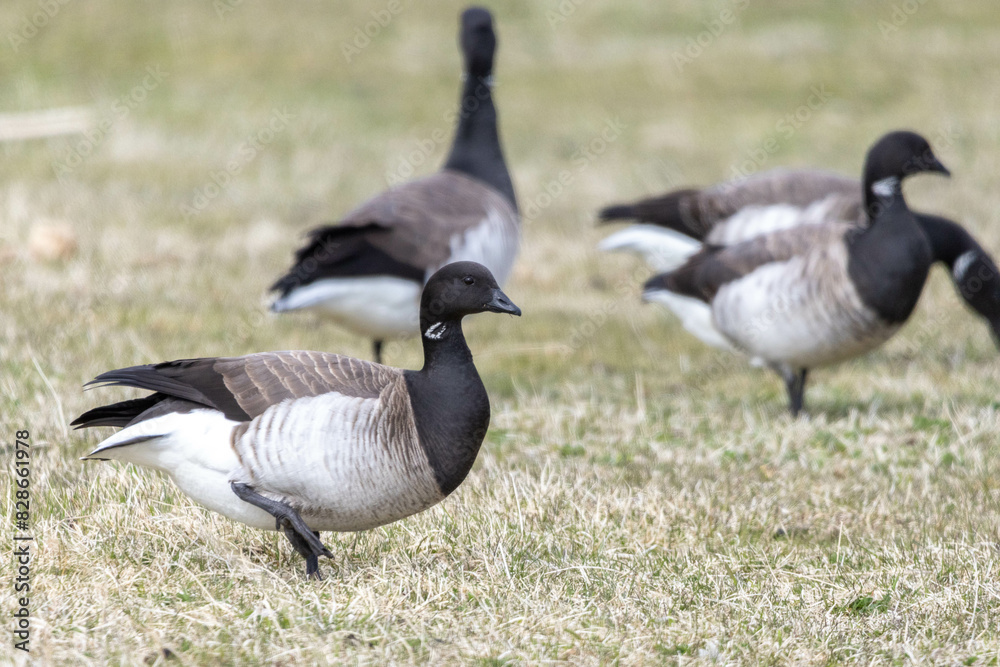 Brent Geese in Iceland in the spring Brent Geese in Iceland in the spring