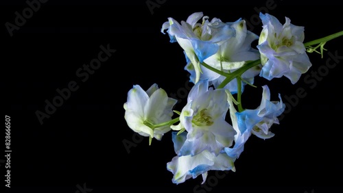 Timelapse of blooming blue delphinium flower isolated on black background. 4K Love, wedding, anniversary, spring, valentines day. Vertical video