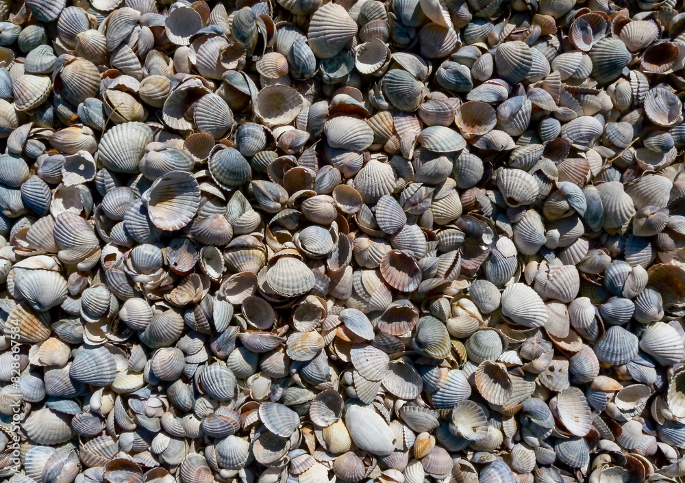 Dry bottom of a reservoir covered with a layer of shells of bivalve mollusks Cerastoderma and Mytilus, Tiligul estuary Dry bottom of a reservoir covered with a layer of shells of bivalve mollusks Cerastoderma and Mytilus, Tiligul estuary