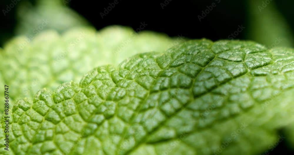 Green lemon balm leaves close-up. Medicinal herbs and health. Leaf texture.