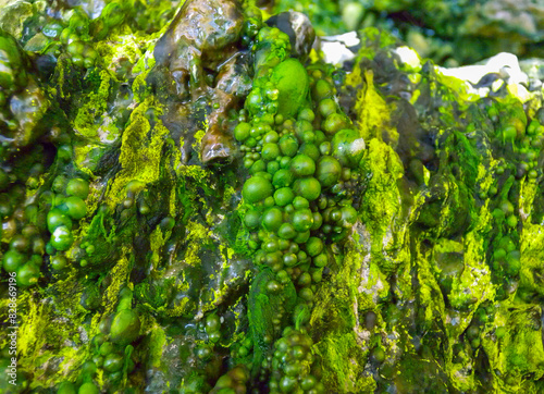 Bubbling freshwater green filamentous algae in rainwater running down rocks on Snake Island photo