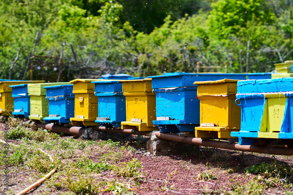 Bee Hives In A Row During Springtime Bee Hives In A Row During Springtime