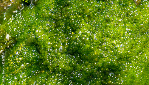 Bubbling freshwater green filamentous algae in rainwater running down rocks on Snake Island photo