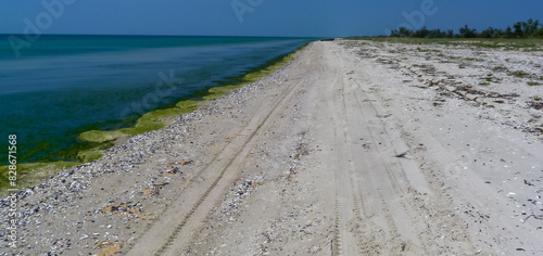 Green algae rotting near the shore washed ashore by waves on the Kinburn Spit, Ukraine photo