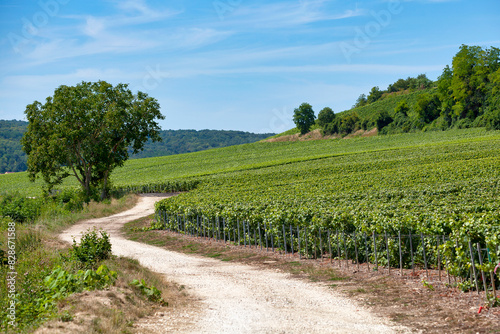 The vineyards in Chateau-Thierry