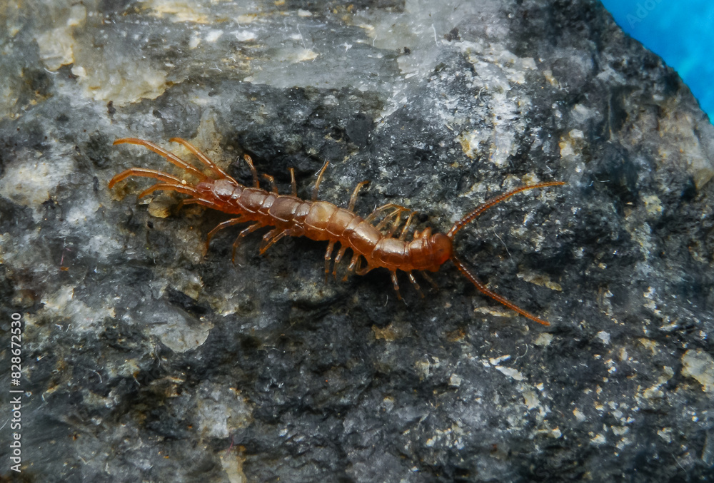Brown centipedes - Lithobius variegatus, centipede from the Odessa catacombs Brown centipedes - Lithobius variegatus, centipede from the Odessa catacombs