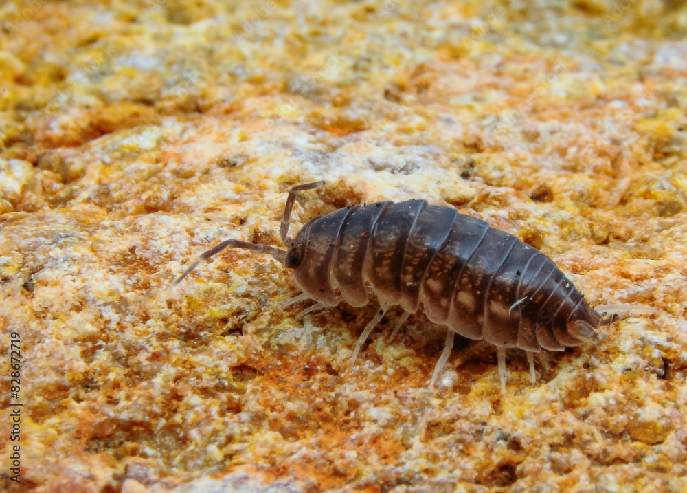A woodlice (Porcellio sp.), land crustacean from the Odessa catacombs, Ukraine A woodlice (Porcellio sp.), land crustacean from the Odessa catacombs, Ukraine