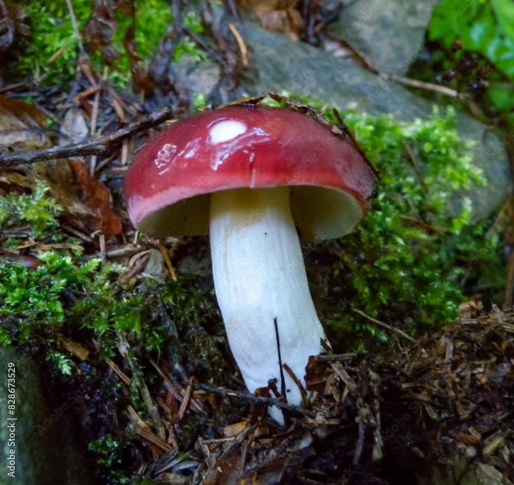 (Russula sp.), edible mushroom in the forest near the city of Yaremche, Ivano-Frankivsk region, Ukraine (Russula sp.), edible mushroom in the forest near the city of Yaremche, Ivano-Frankivsk region, Ukraine