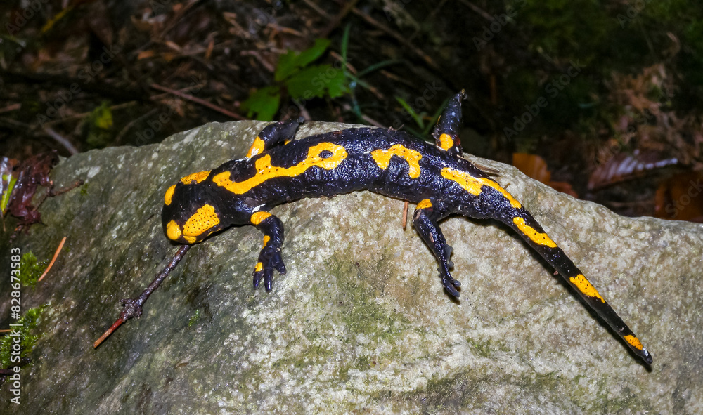 The fire salamander (Salamandra salamandra) in the forest near the city of Yaremche, Ivano-Frankivsk region, Ukraine