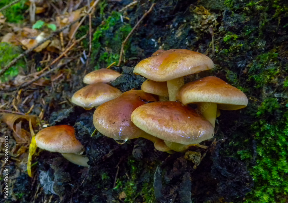 (Hypholoma sp.), a group of poisonous mushrooms in the forest near the city of Yaremche, Ivano-Frankivsk region, Ukraine (Hypholoma sp.), a group of poisonous mushrooms in the forest near the city of Yaremche, Ivano-Frankivsk region, Ukraine